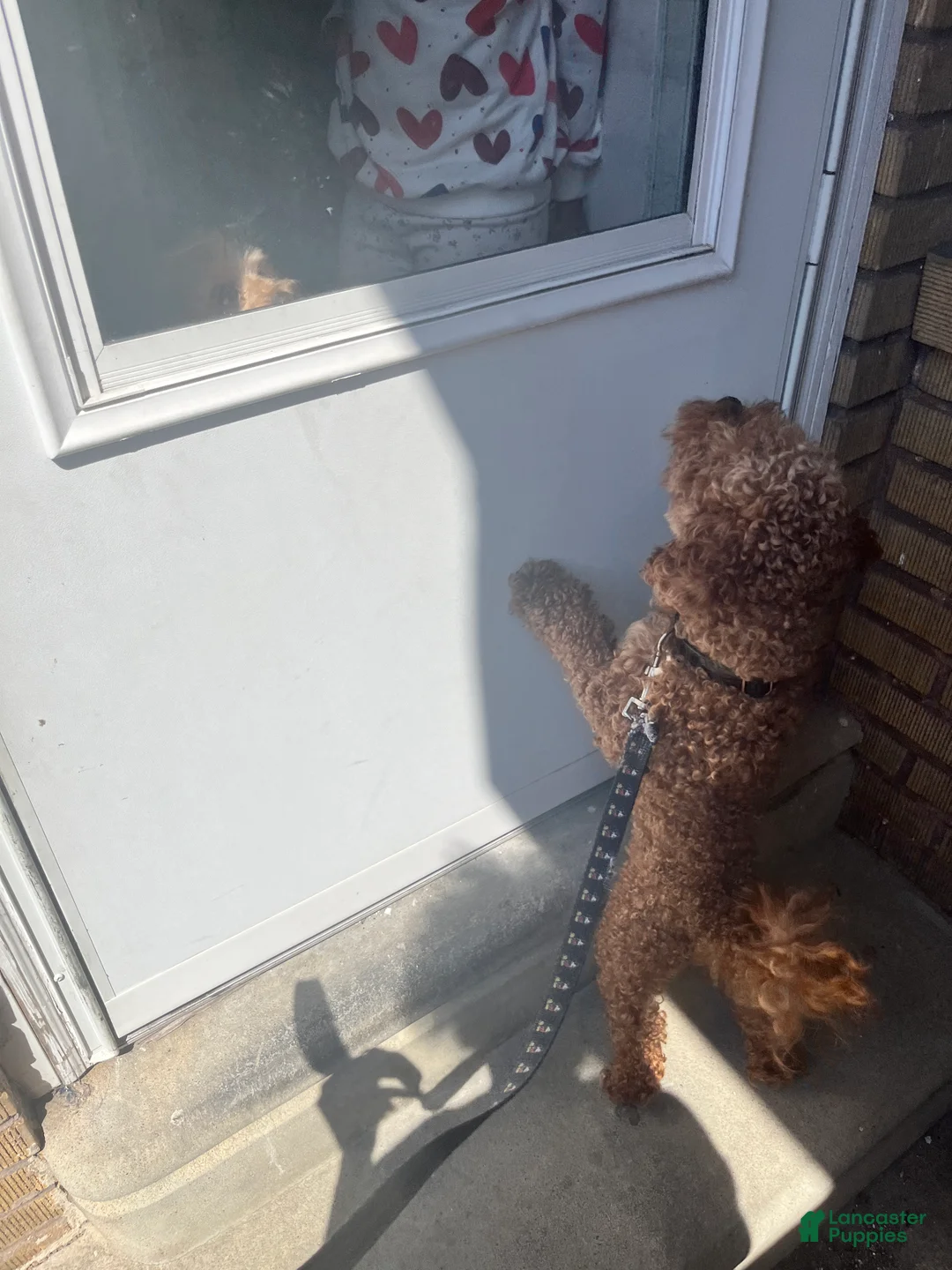 Mini Goldendoodle dogs for sale: Mini Goldendoodle Puppy 1 - Ad 8