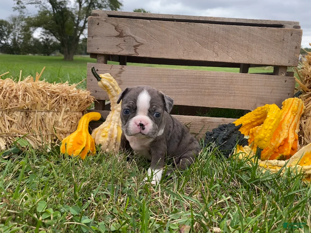 Boston Terrier dogs for sale: Gem - Ad 2