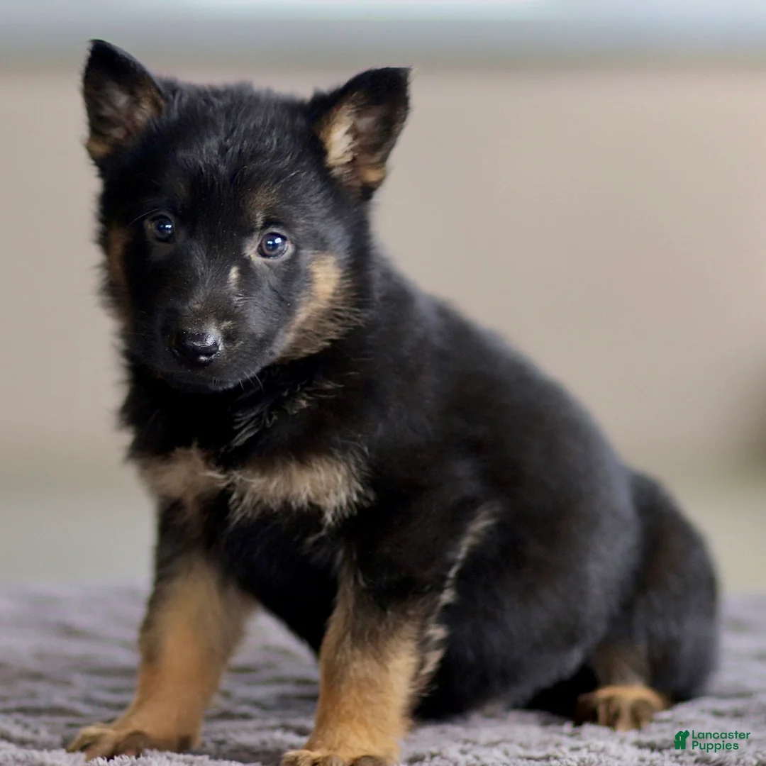 German Shepherd dogs for sale: George - Ad 3