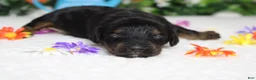 Cockapoo dogs for sale: Gelato - Ad 5