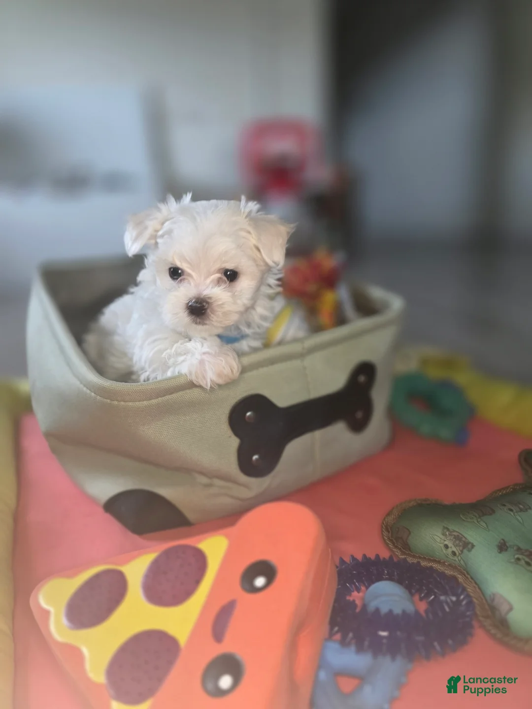 Maltese dogs for sale: 🐾 Male Maltese Puppy – Playful, Charming & Tiny - Ad 3