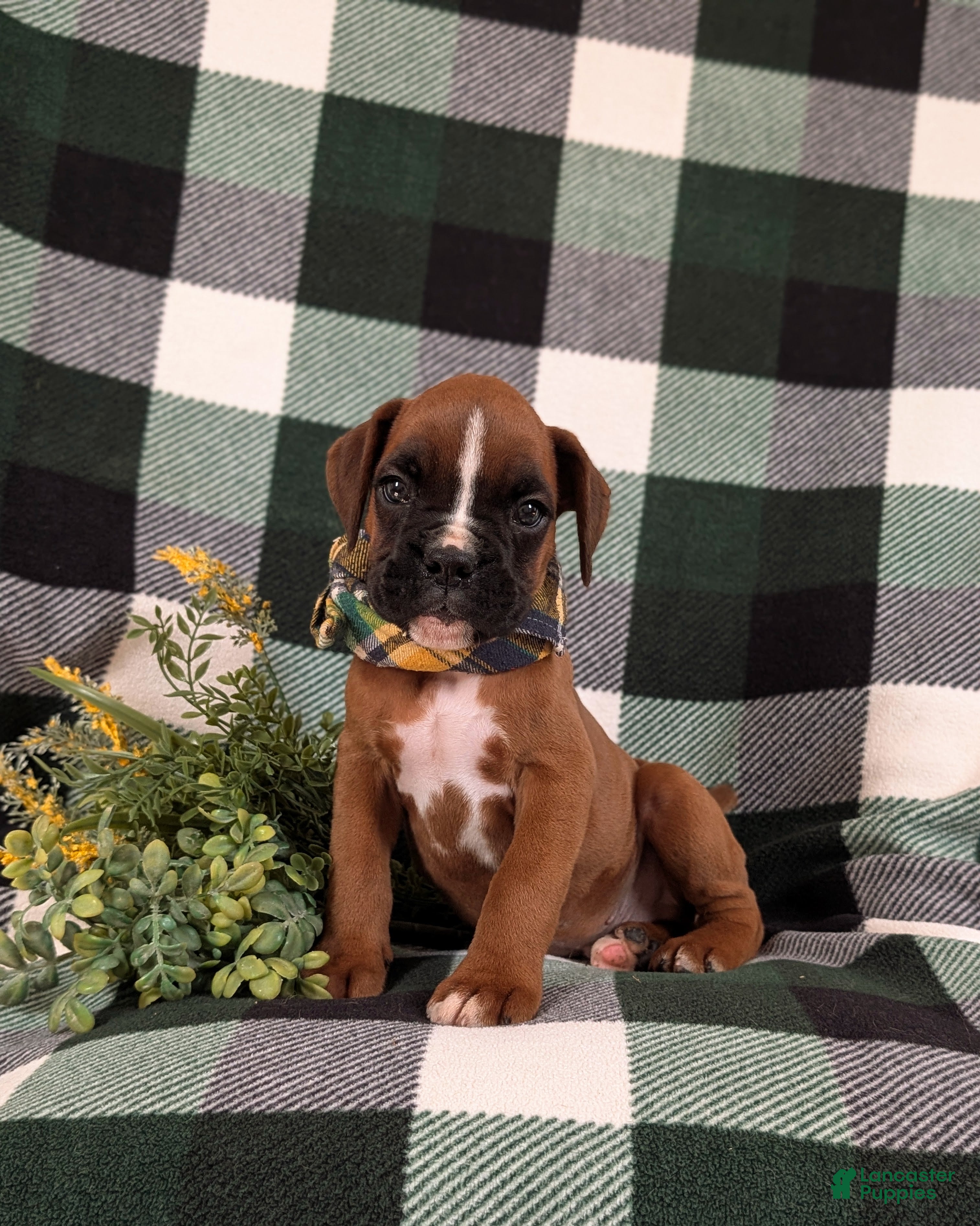 Boxer dogs Parkinson - Ad 2