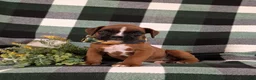 Boxer dogs for sale: Parkinson - Ad 2
