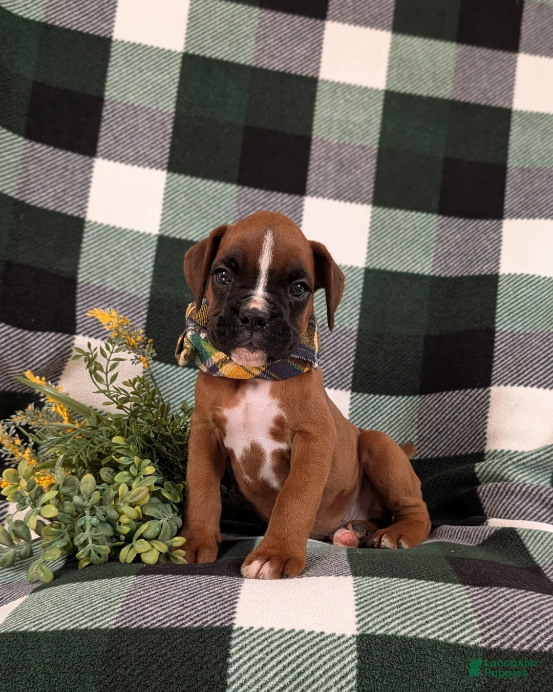 Boxer dogs for sale: Parkinson - Ad 2