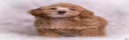 Maltipoo dogs for sale: Tiana - Ad 3