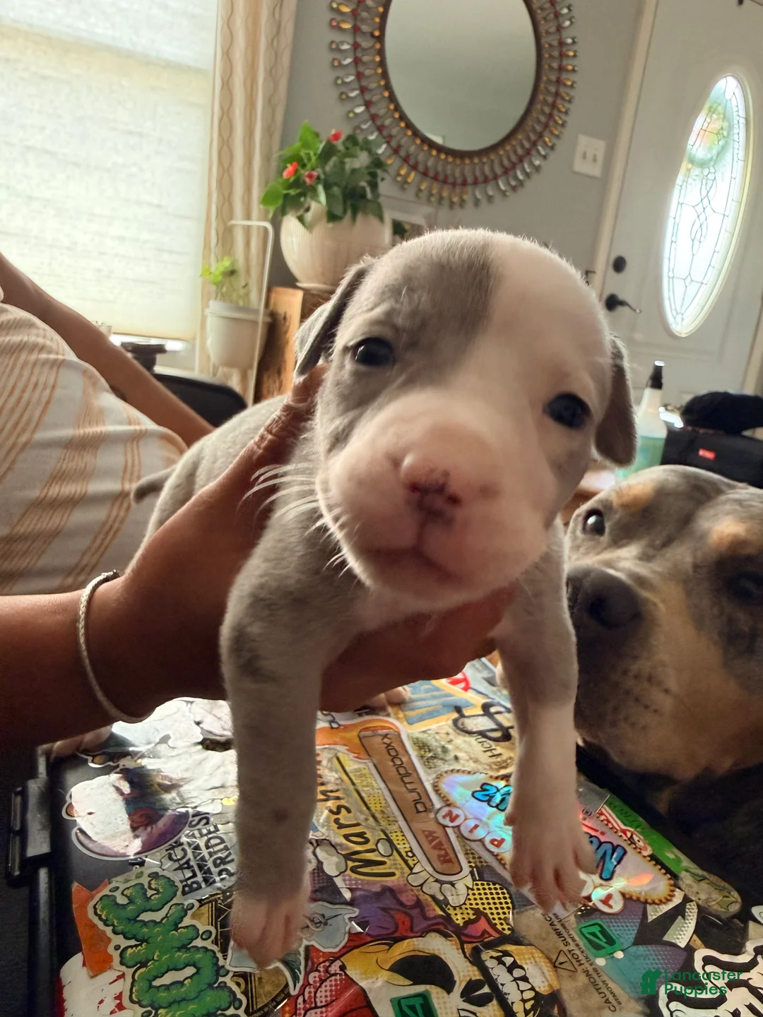 Mixed Breed dogs for sale: seven - Ad 2