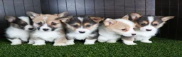 Welsh Corgi Pembroke dogs for sale: Roxanne - Ad 22