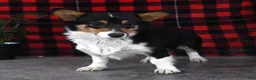 Welsh Corgi Pembroke dogs for sale: Bethany - Ad 6