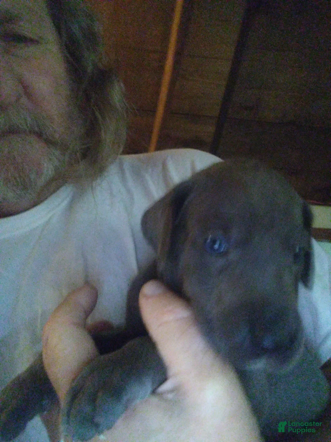 Great Dane dogs for sale: Great Dane 2 - Ad 1