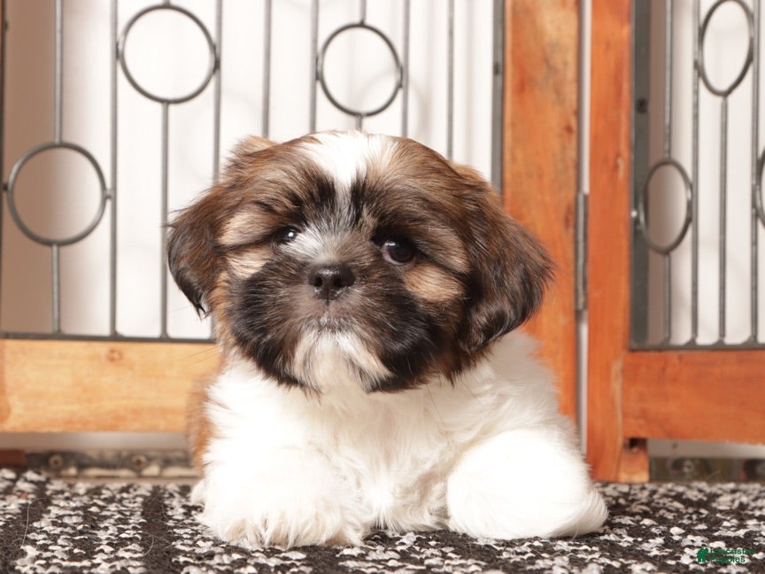 Shih Tzu dogs Ray  - Ad 2