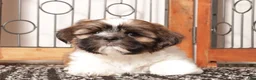 Shih Tzu dogs for sale: Ray  - Ad 2