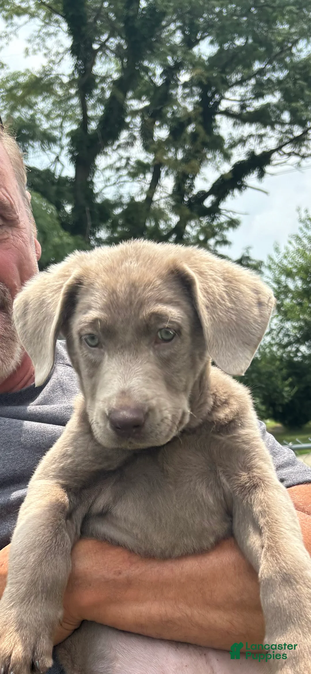 Labrador Retriever dogs for sale: Sadie - Ad 2