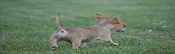Chihuahua dogs for sale: Andre - Ad 4