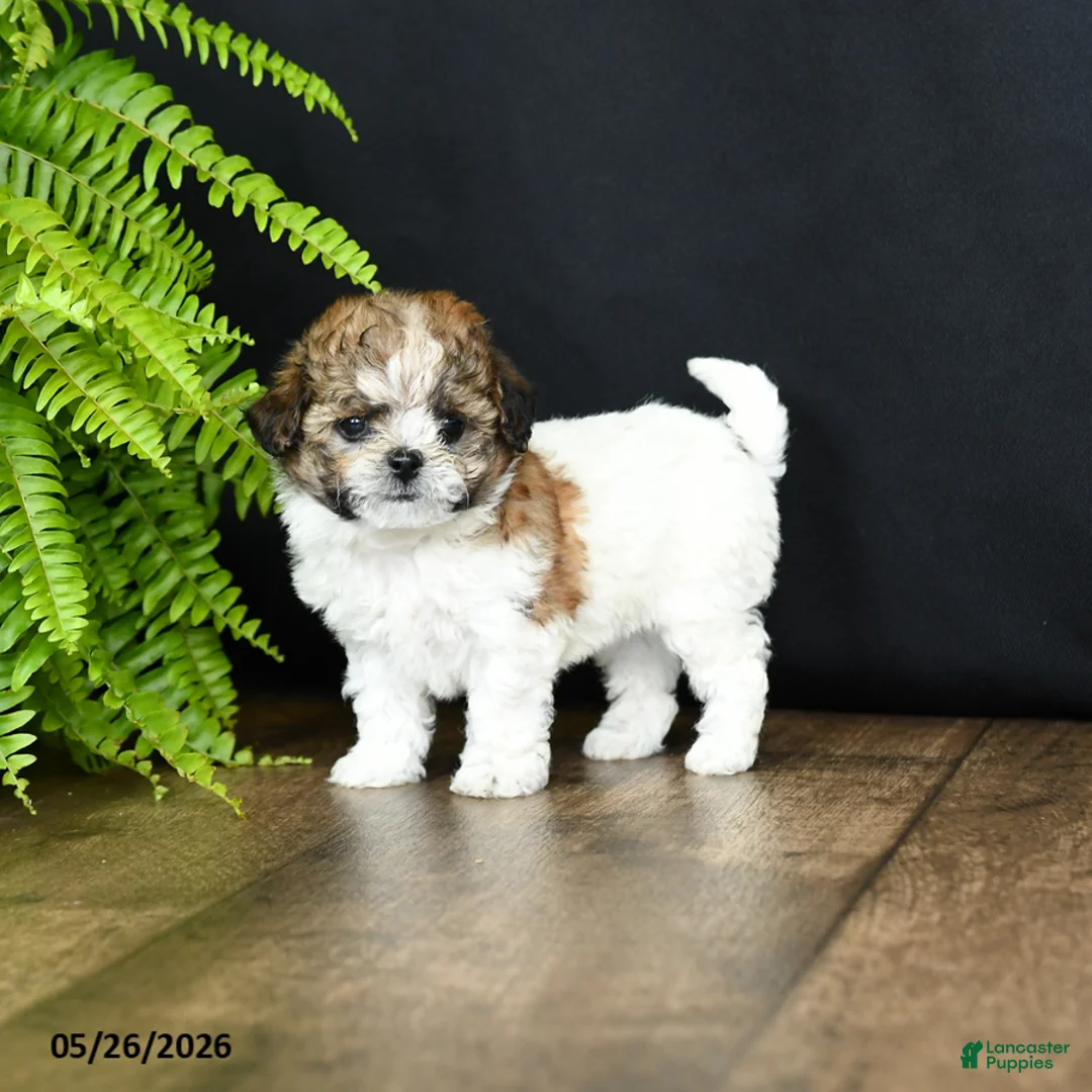 Mixed Breed dogs for sale: Minnie - Ad 2