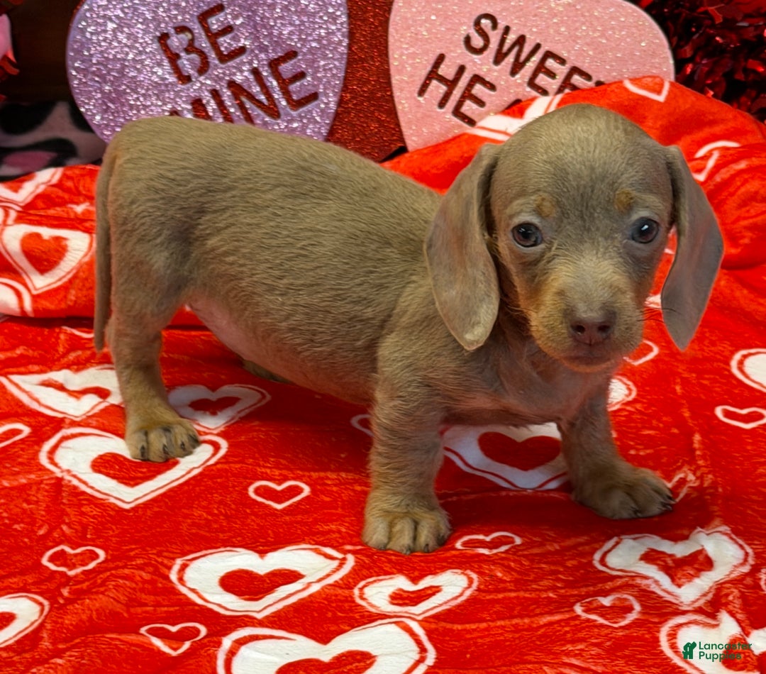 Miniature Dachshund dogs for sale: Molly - Ad 2