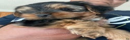 Yorkshire Terrier dogs for sale: Pet 1 - Ad 3
