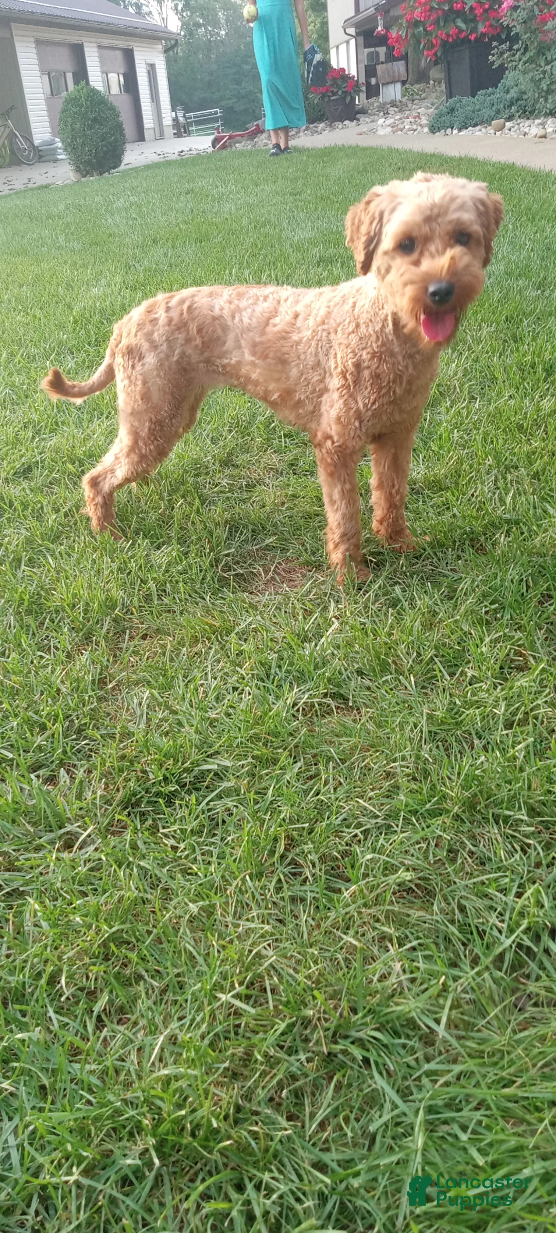 Mini Goldendoodle dogs for sale: Toby  - Ad 5