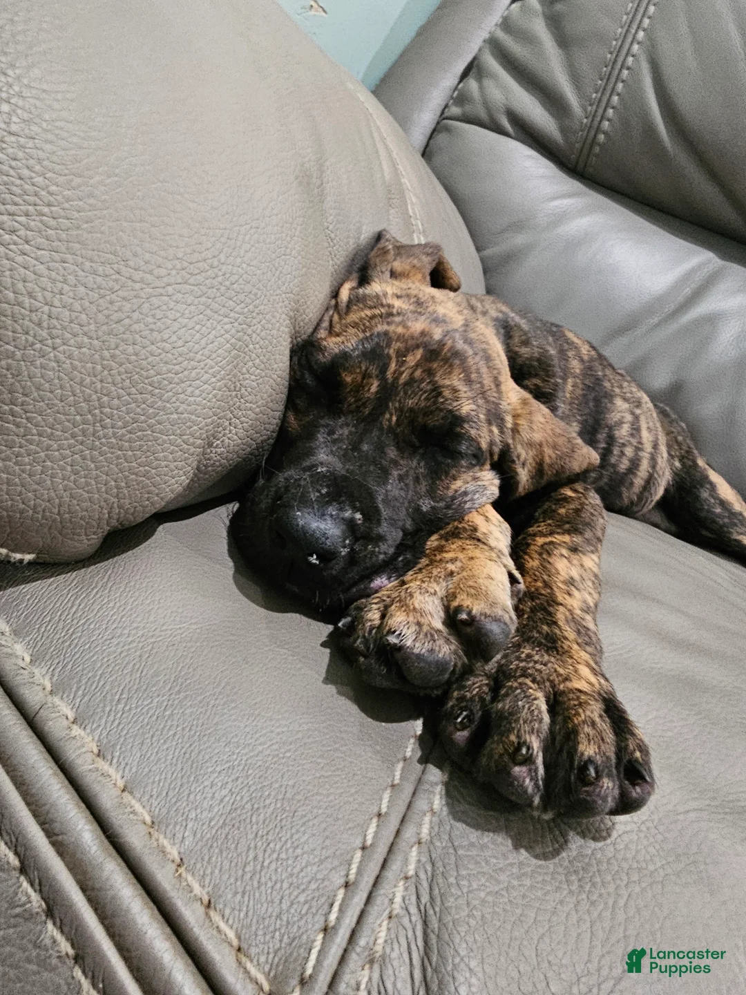 Great Dane dogs for sale: Brindle Princess - Ad 2