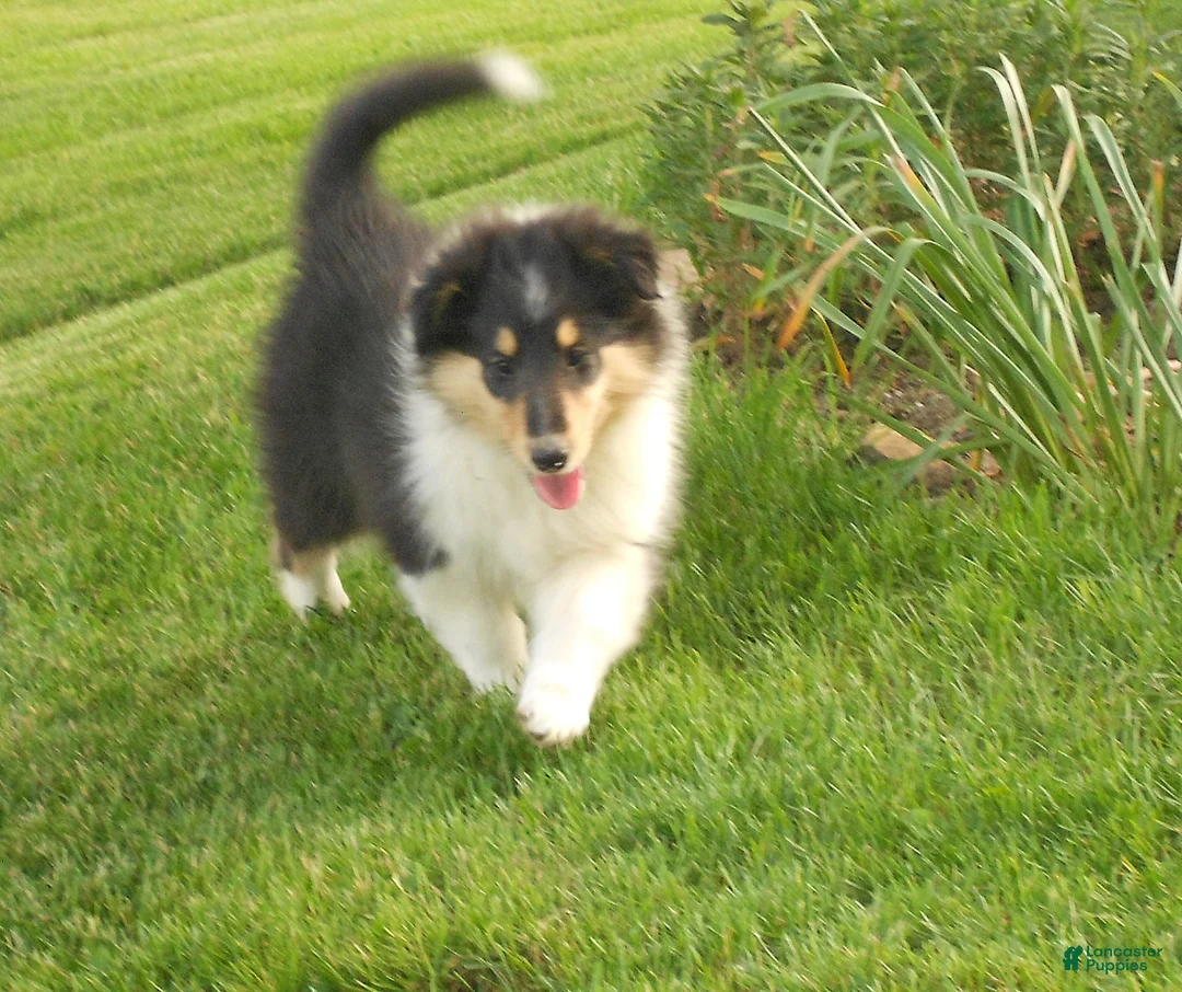 Collie dogs for sale: Saloma - Ad 1