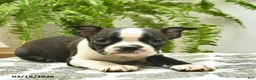 Boston Terrier dogs for sale: Chuck  - Ad 3