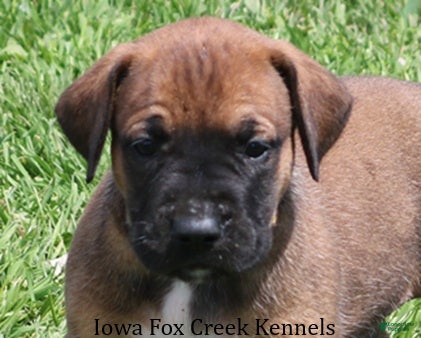 Mixed Breed dogs Brutus - Ad 33