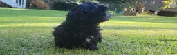 Shih Tzu dogs for sale: Sable - Ad 3