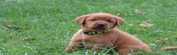 Labrador Retriever dogs for sale: Rusty - Ad 5
