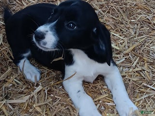 Mixed Breed dogs - Ad 5