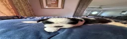 Shih Tzu dogs for sale: Shih Tzu 4 - Ad 3