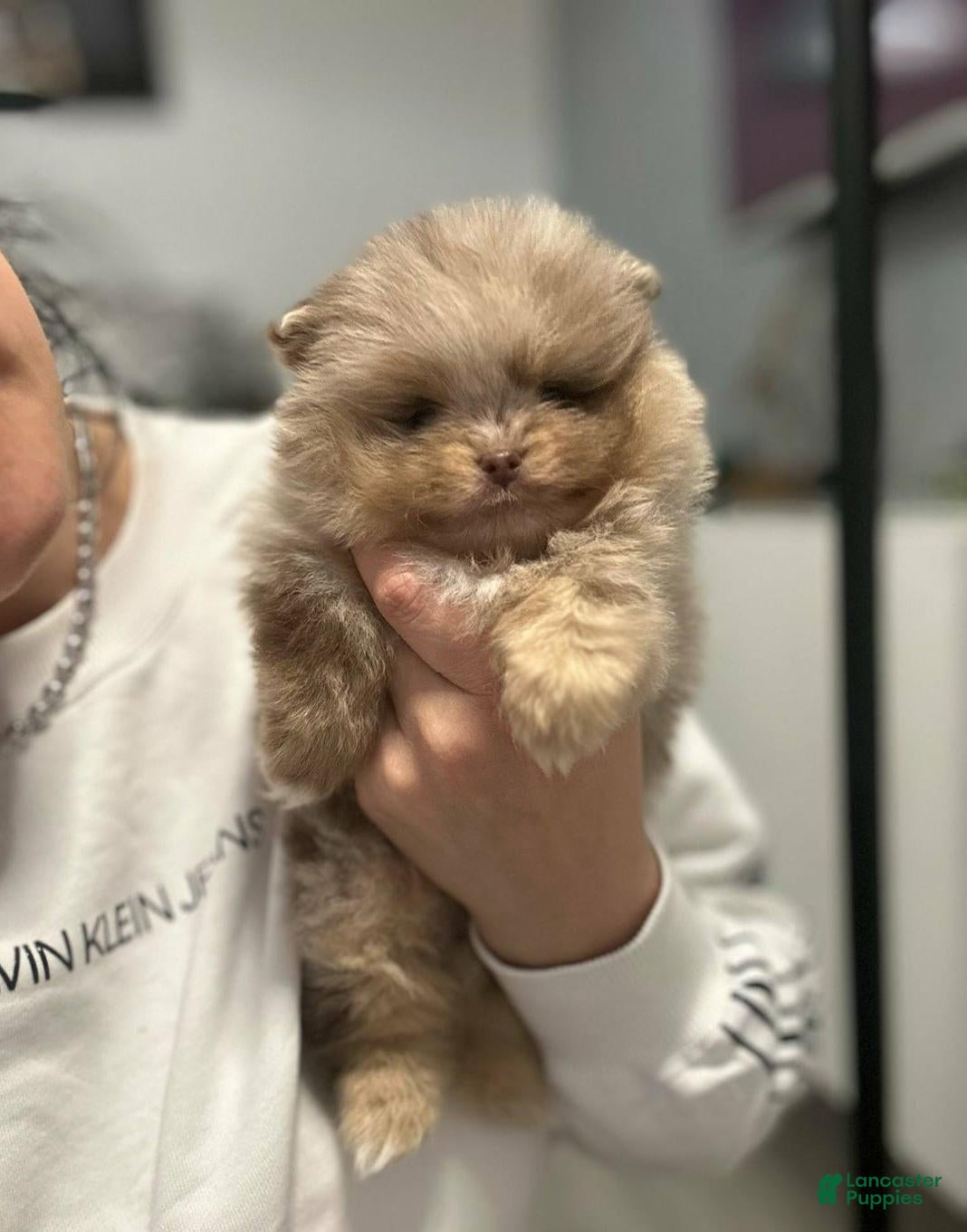 Pomeranian dogs Katie  - Ad 13