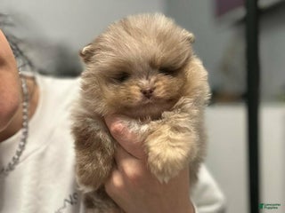 Pomeranian dogs Katie - Ad 13