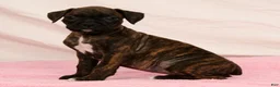 Boxer dogs for sale: Midnight - Ad 9