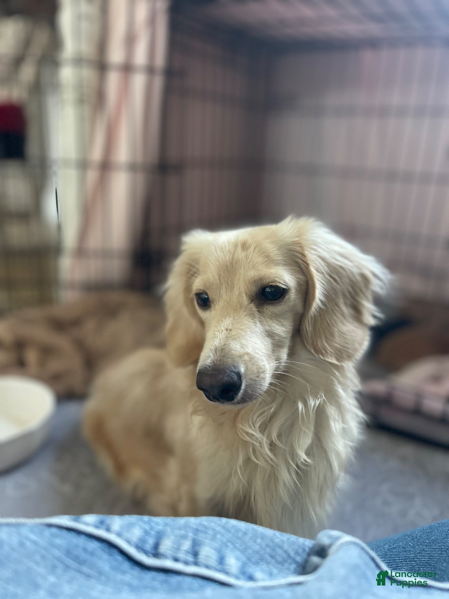 Dachshund dogs for sale: Theodore - Ad 2