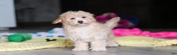 Havapoo dogs for sale: Brodie - Ad 18