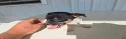 Chihuahua dogs for sale: Piggy - Ad 12