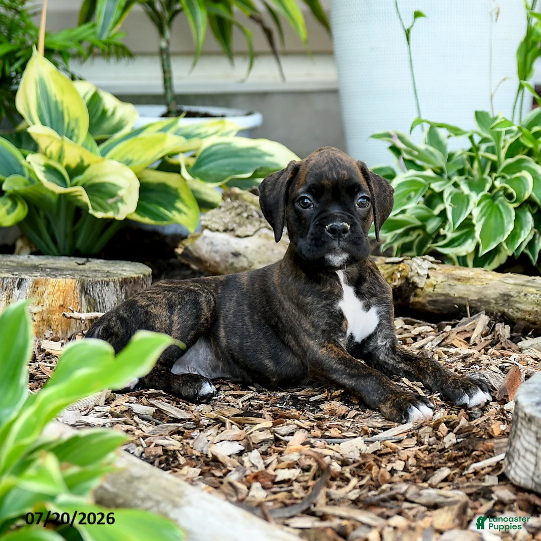Boxer dogs for sale: Bodhi - Ad 2