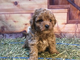 Bichpoo dogs Bear - Ad 4