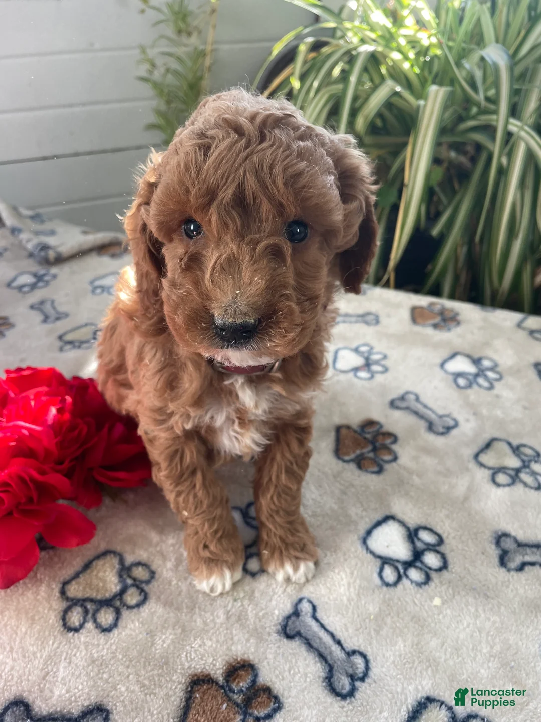 Mini Goldendoodle dogs for sale: Sammy - Ad 3