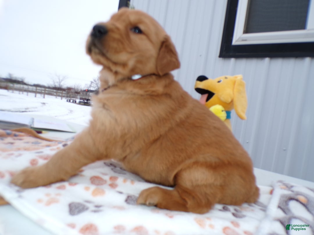 Golden Retriever dogs for sale: Golden Retriever Puppy 3 Blake - Ad 2