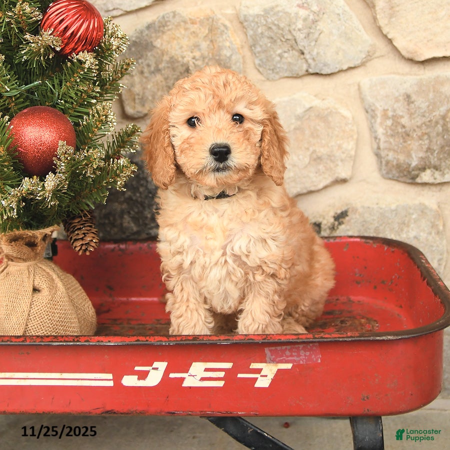 Mini Goldendoodle dogs Callie - Ad 21
