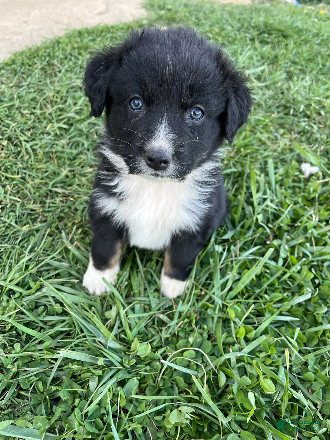 Australian Shepherd dogs for sale: Male Aussie Pup 1 - Ad 2