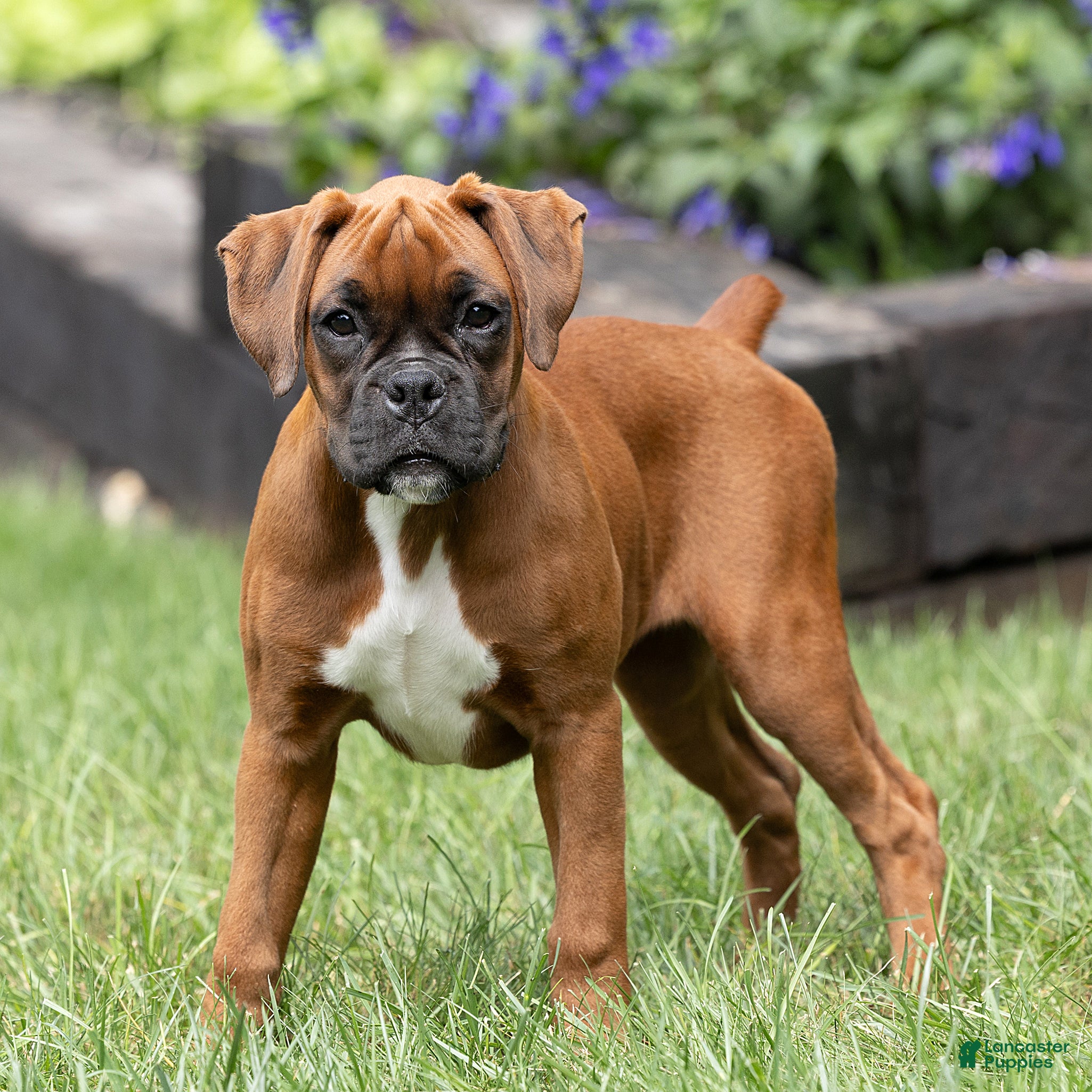 Boxer