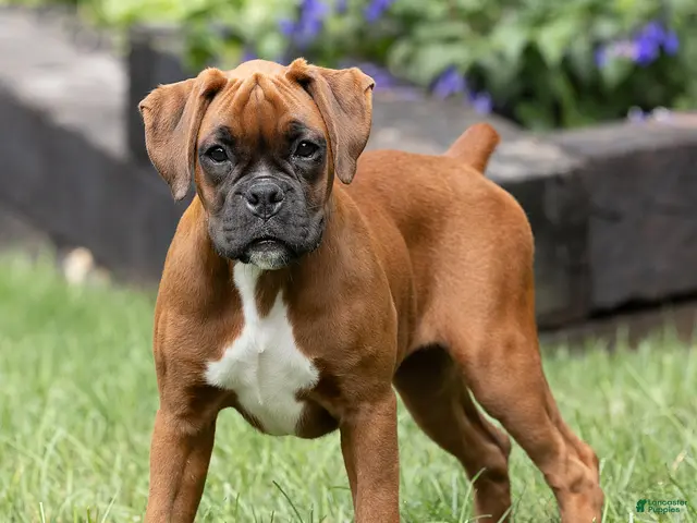 Boxer dogs Neva Boxer - Ad 1