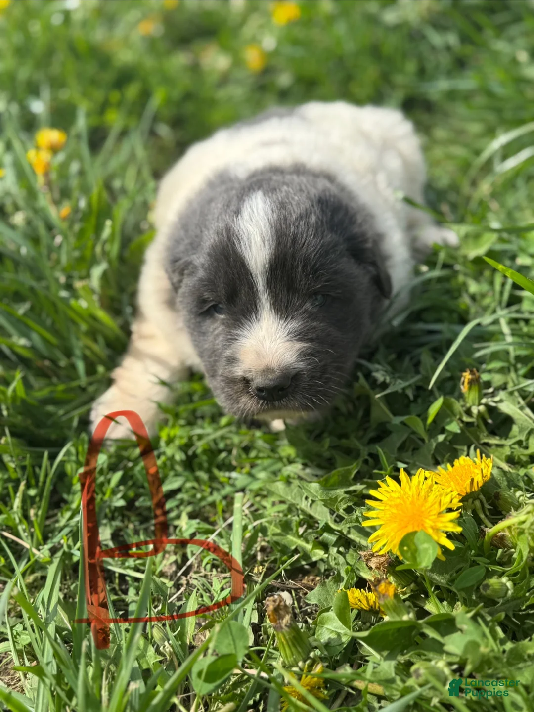 Mixed Breed dogs for sale: Mixed Breed Puppy 7 - Ad 1