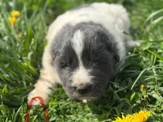 Mixed Breed dogs for sale: Mixed Breed Puppy 7 - Ad 2