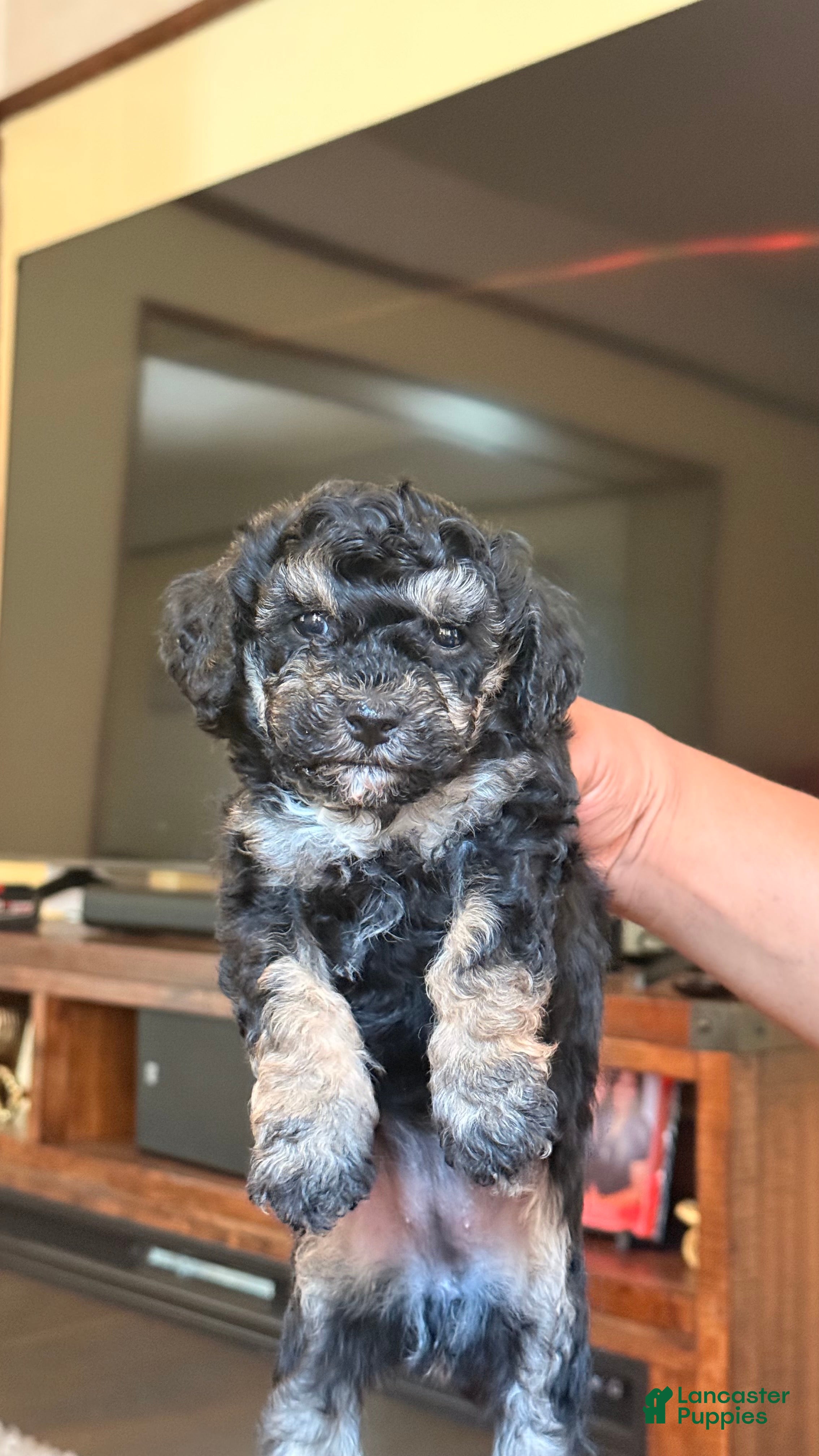 Mini Bernedoodle dogs Mini Poodle Puppy 3 - Ad 25