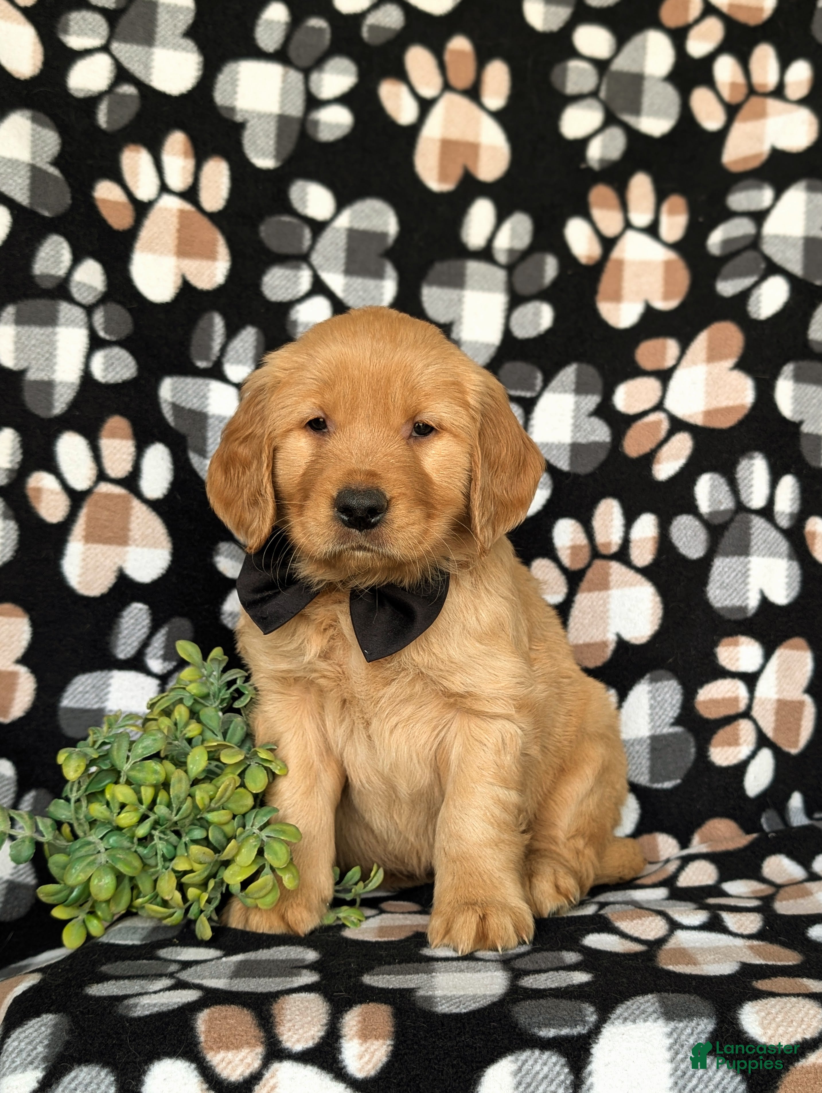 Golden Retriever dogs Moses AKC Registered - Ad 1