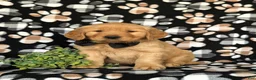 Golden Retriever dogs for sale: Moses AKC Registered - Ad 1