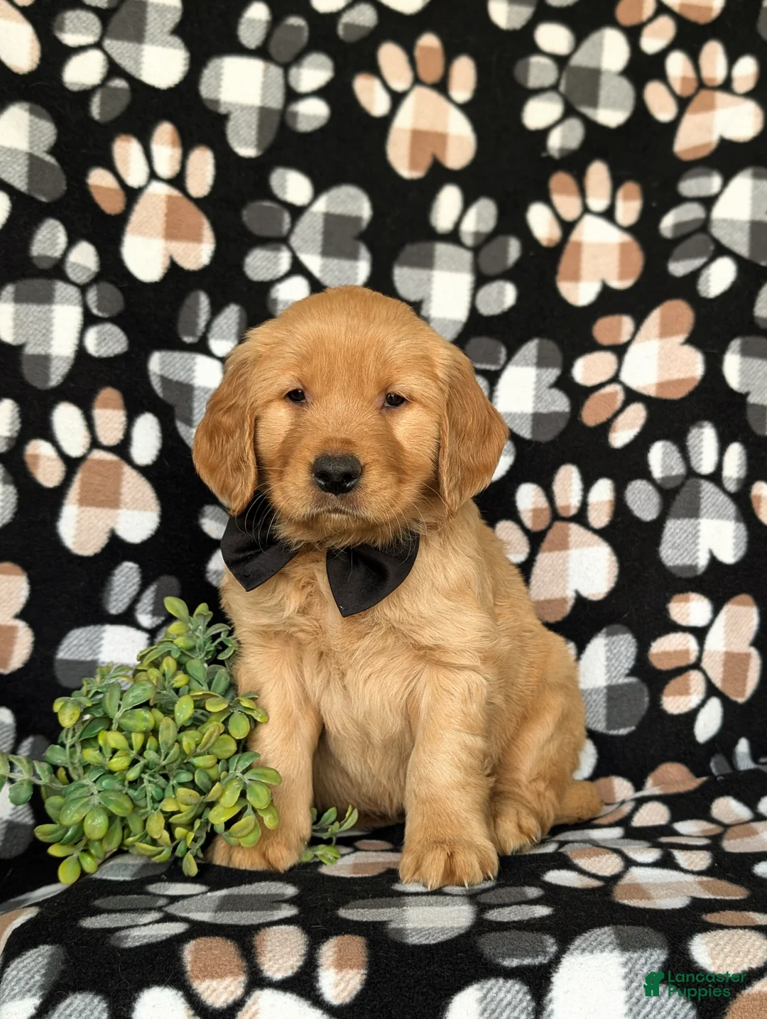 Golden Retriever dogs for sale: Moses AKC Registered - Ad 1