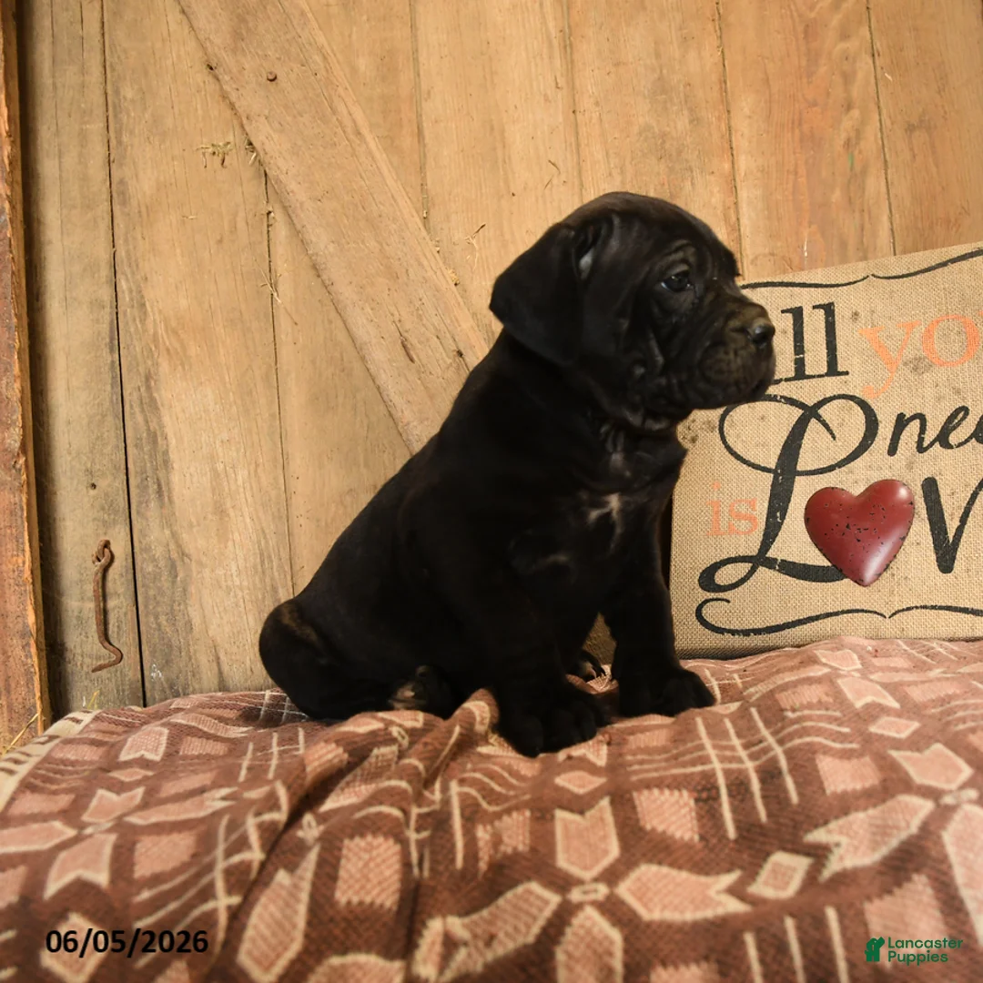 Cane Corso dogs for sale: Rambo - Ad 2